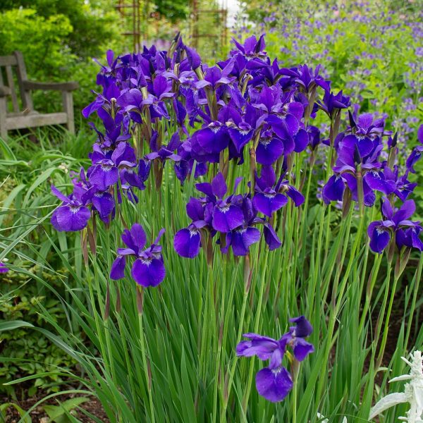 Bob's Iris Seeds - Image 2