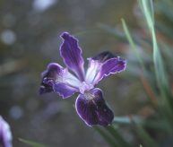Banbury Velvet