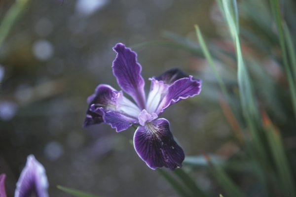 Banbury Velvet