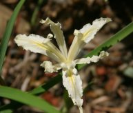 Matilija Mystery Mix (Warm Climate)