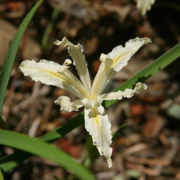 Matilija Mystery Mix (Warm Climate)