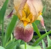 I. Tenax var. gormanii (Pink Seedling) #5